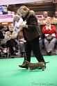 Crufts2011_2 1382